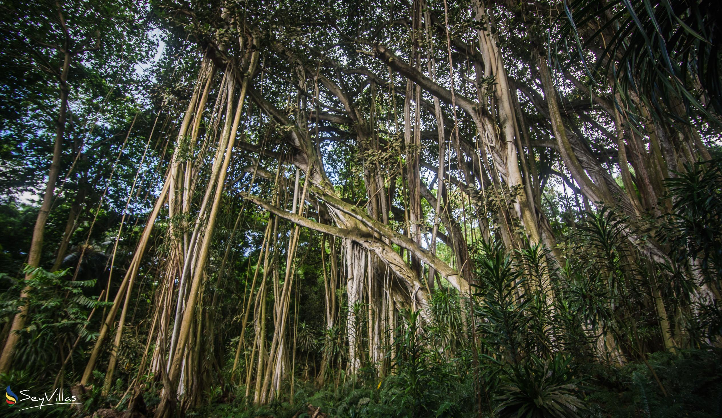 Photo 88: Fregate Island Private - Location - Fregate Island (Seychelles)